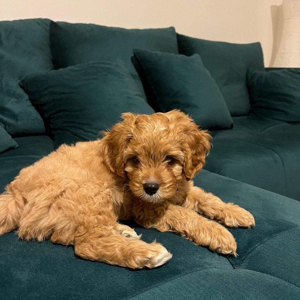 Cavapoo male puppy
