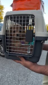 crate and a cavapoo puppy
