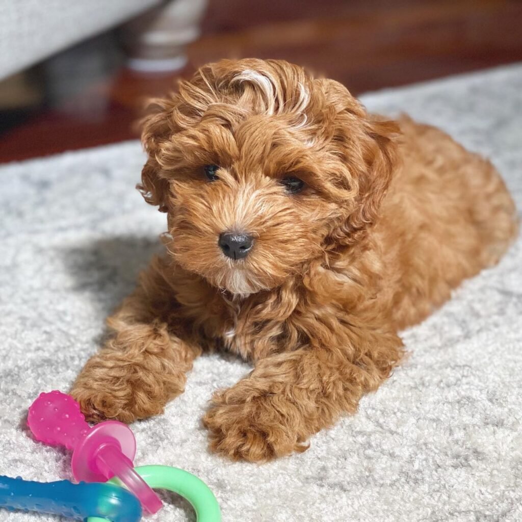 spike the cavapoo puppy
