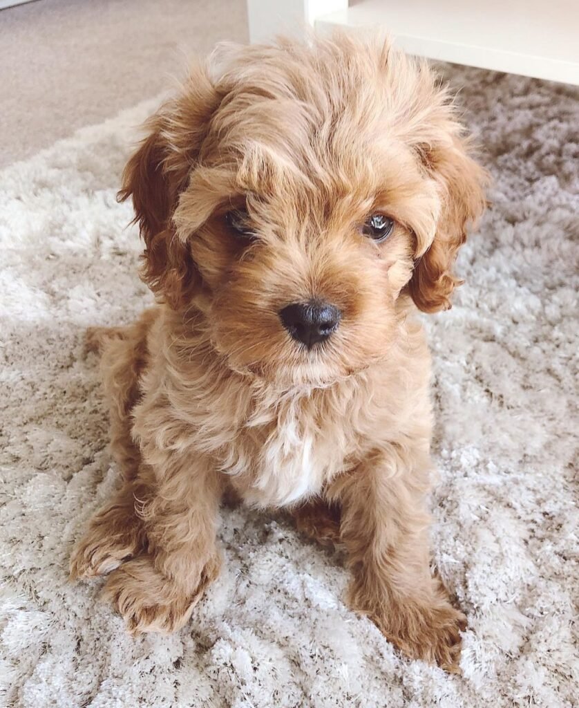 Leo the male cavapoo puppy